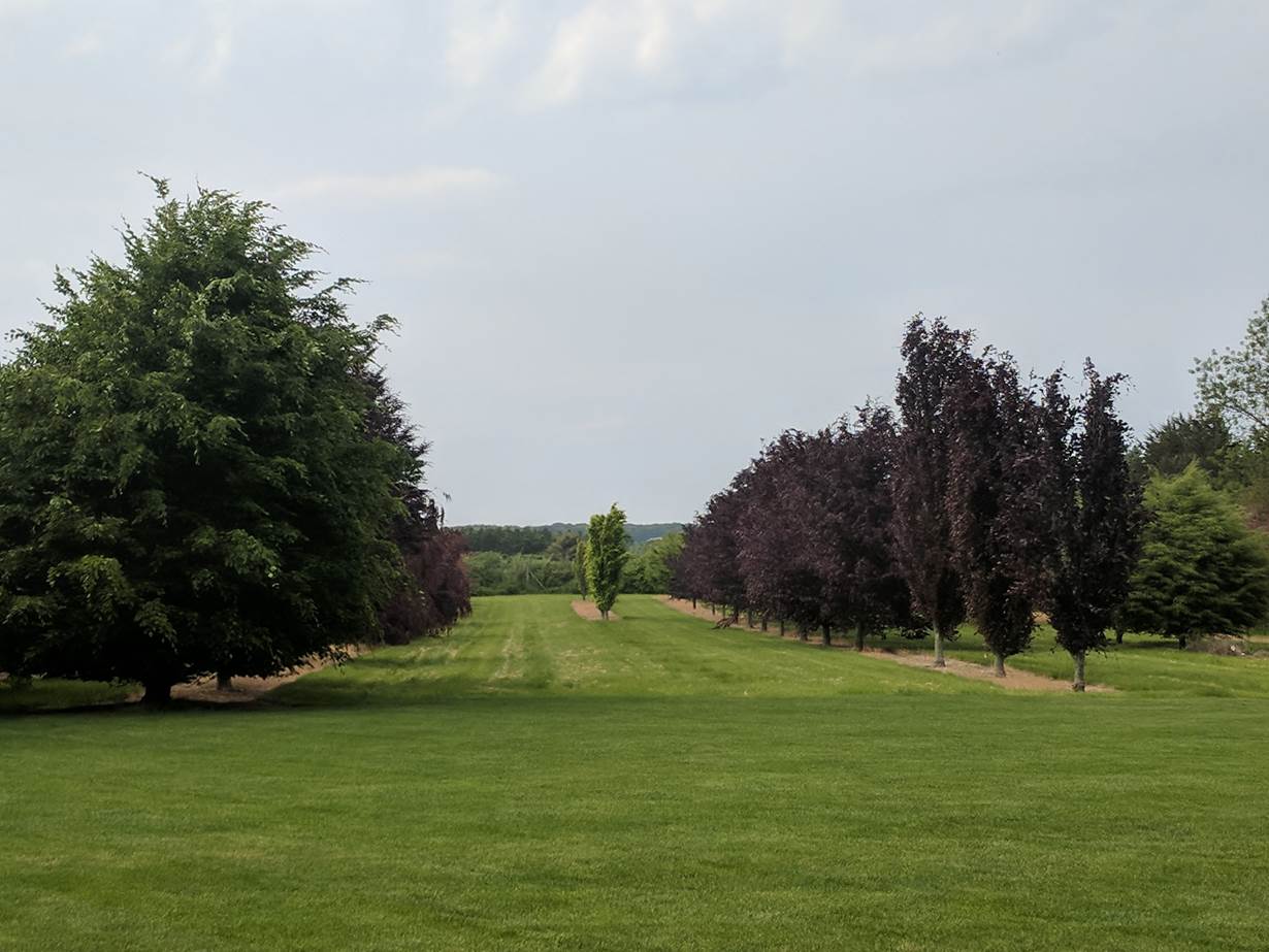 A green field with trees

Description automatically generated