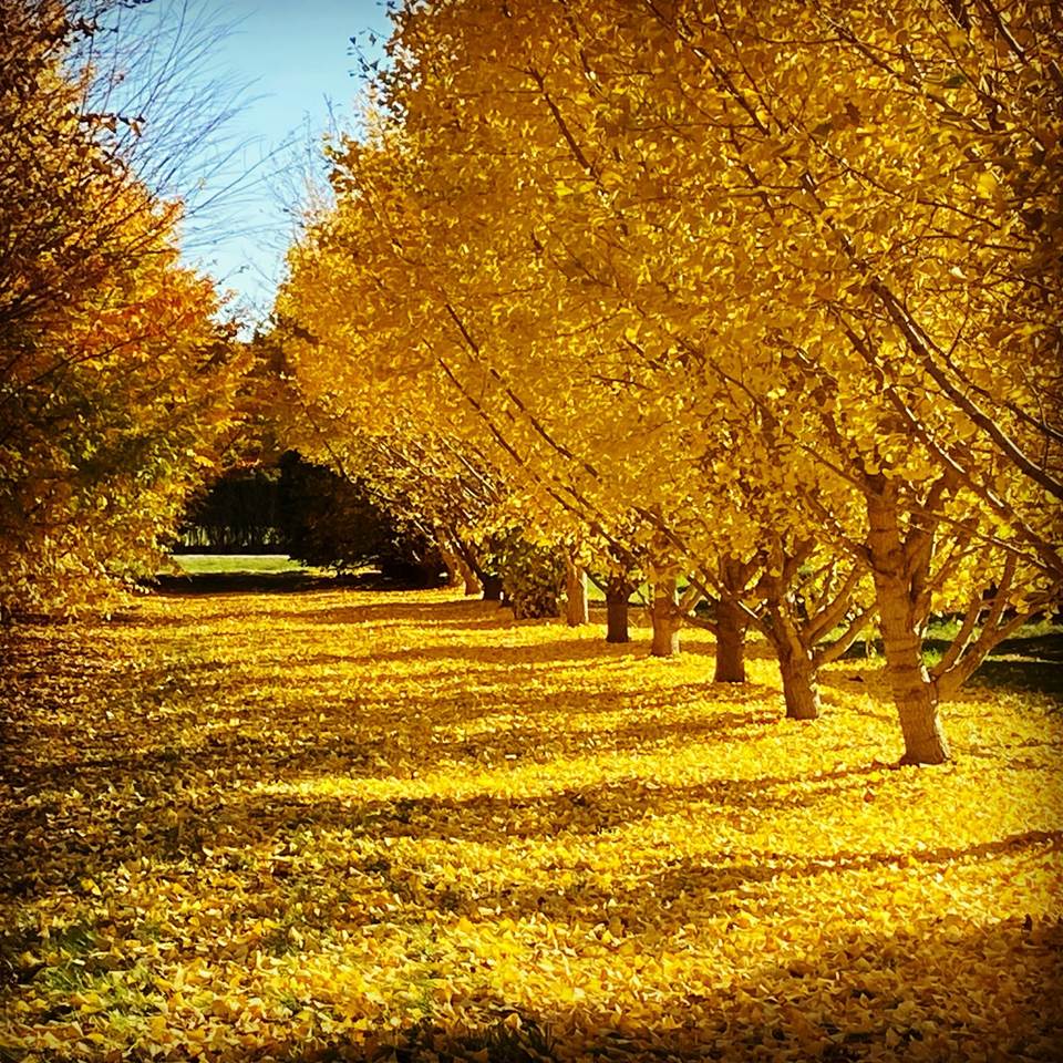 A row of trees with yellow leaves on the ground

Description automatically generated