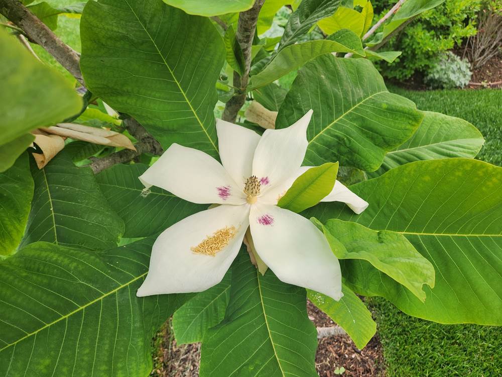 A white flower on a tree

Description automatically generated