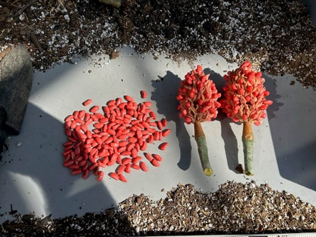 A group of red seeds on a white surface

Description automatically generated