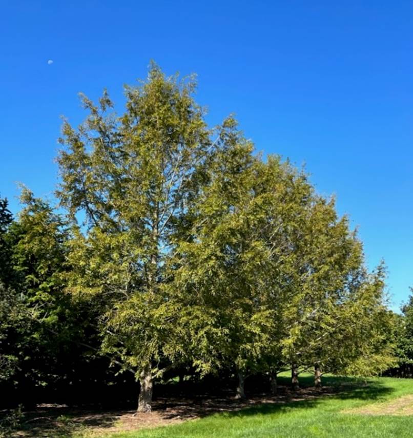 A group of trees in a grassy area

Description automatically generated