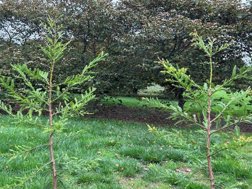 A group of young trees in a park

Description automatically generated