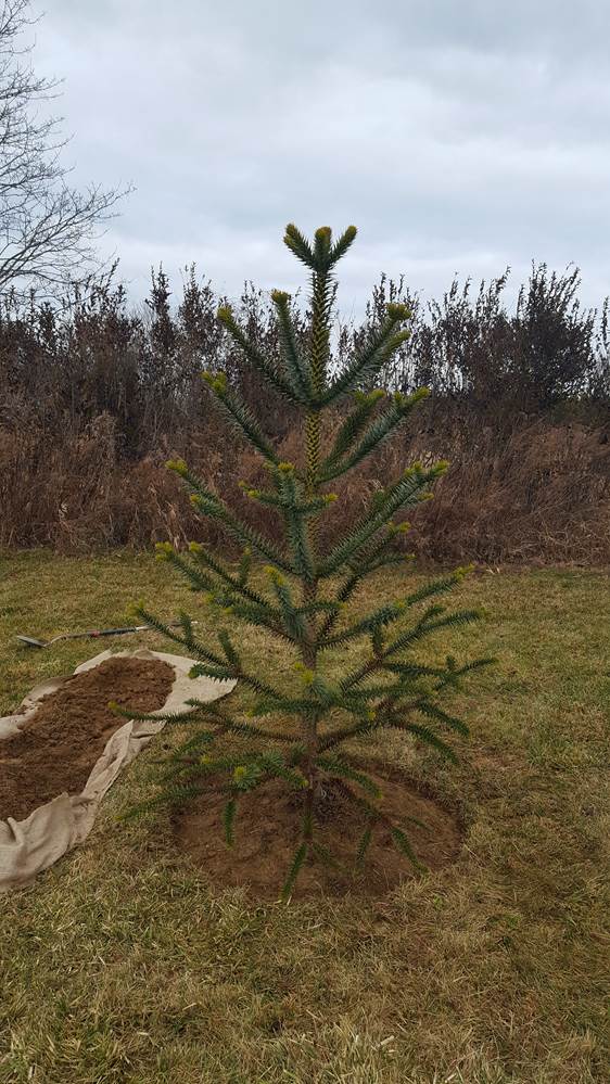 A small tree in a field

Description automatically generated