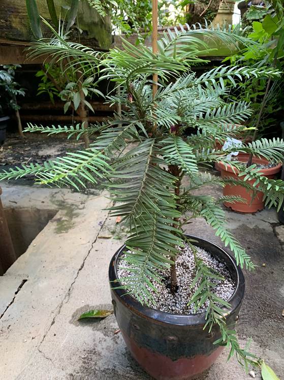 A plant in a pot

Description automatically generated