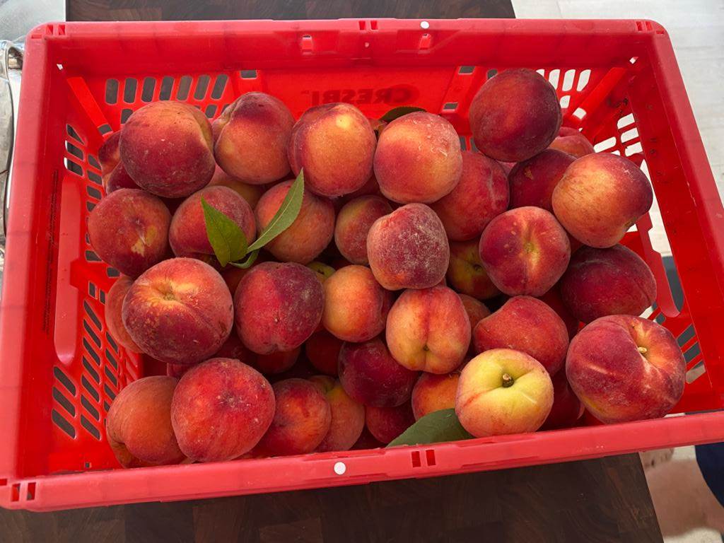A basket of peaches

Description automatically generated